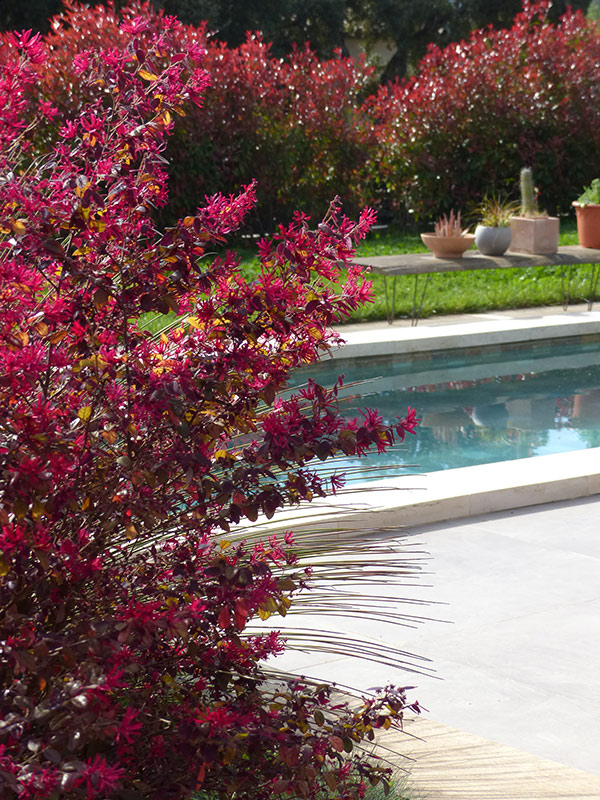 Massif végétal autour de la piscine – Caroline Rey, paysagiste à La Crau (Var) Massif de photinias rouges près de la piscine