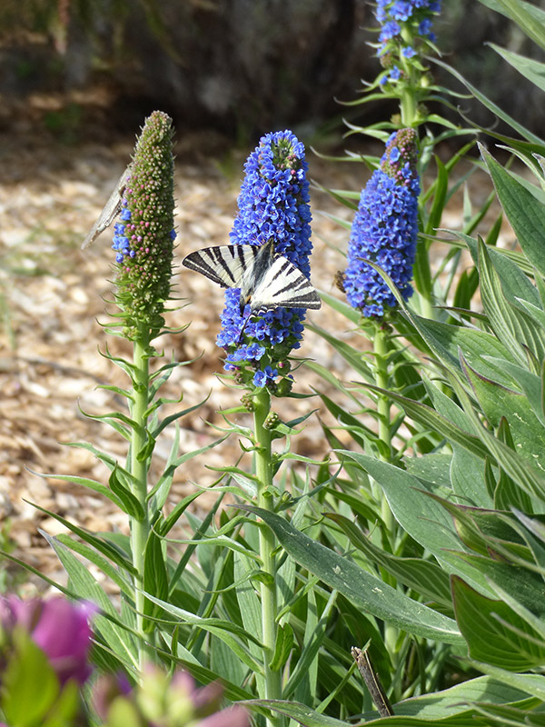 Détail floral avec papillon – Aménagement paysager Caroline Rey, paysagiste à La Crau (Var) Papillon sur une fleur bleue dans un massif méditerranéen