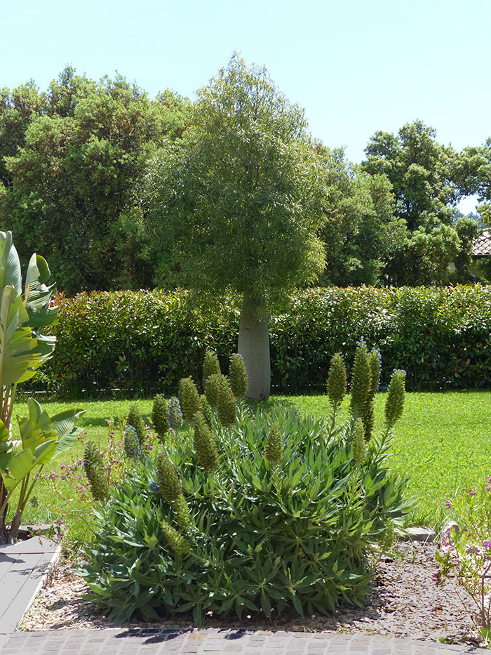 Massif et arbre ornemental – Conception paysagère Caroline Rey à La Crau (Var) Arbre et massif fleuri dans un jardin verdoyant