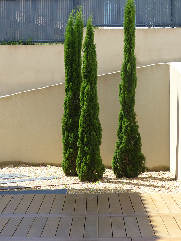 Cyprès florentins et terrasse bois – Caroline Rey, architecte d’extérieur à La Crau (Var) Trois cyprès florentins sur terrasse bois et graviers