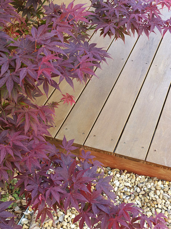 Détail d’érable japonais et terrasse bois – Caroline Rey, paysagiste à La Crau (Var) Feuillage pourpre d’érable japonais au bord d’une terrasse bois